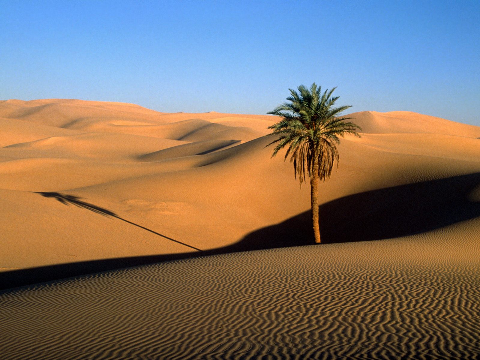 مهرجان الثقافة الصحراوية